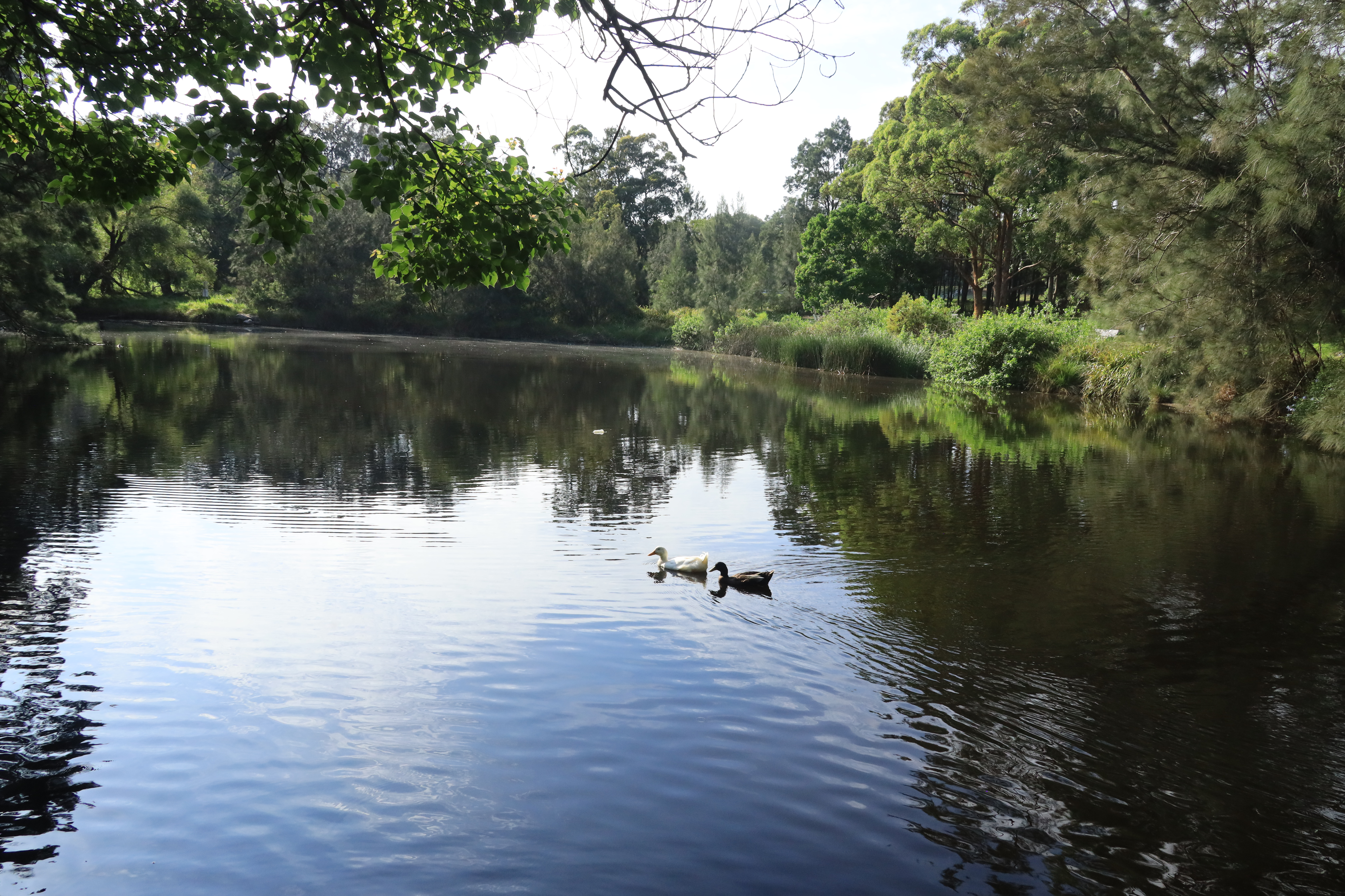Evatt Park to Heinrich Reserve