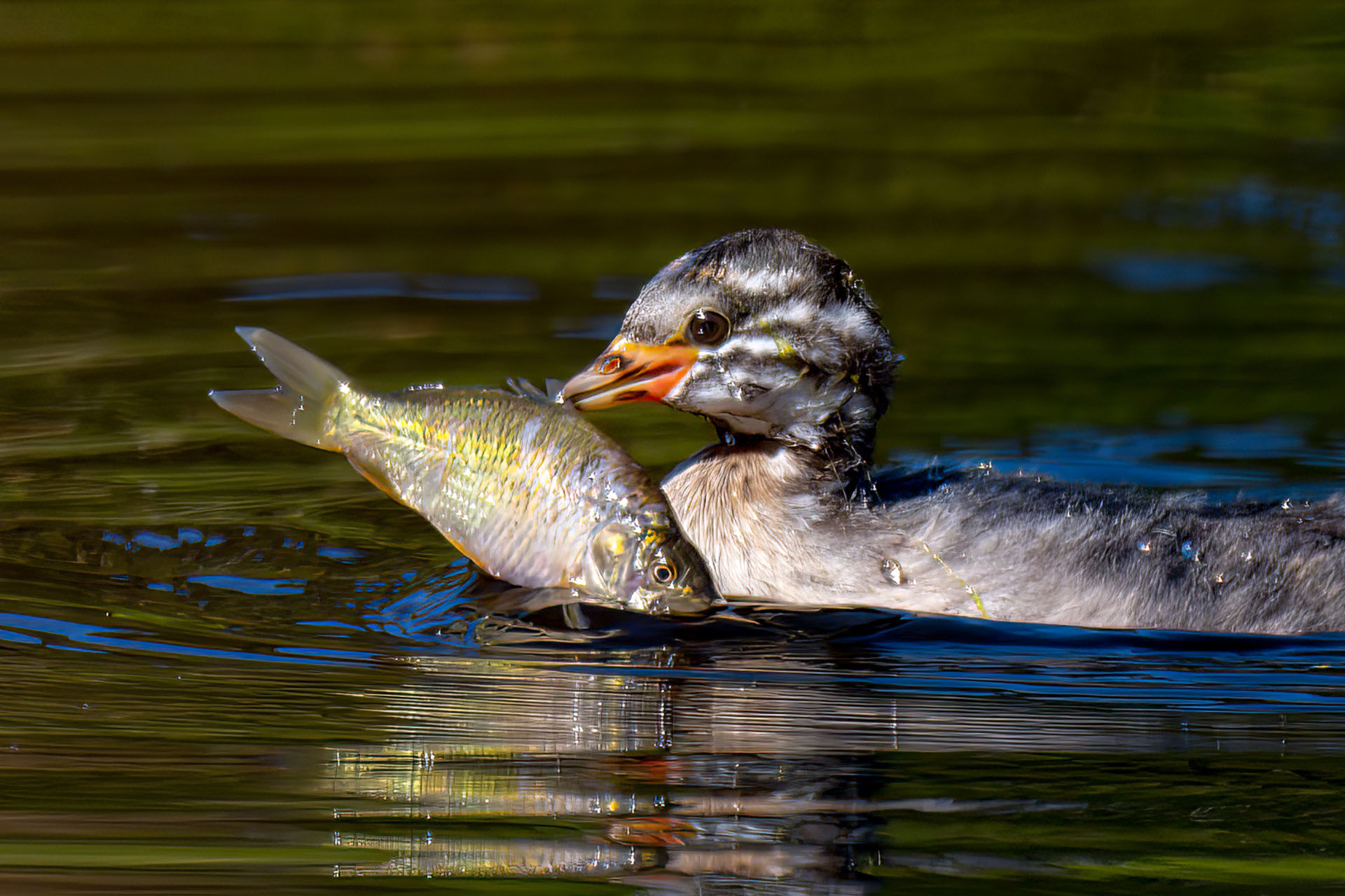 Australasian Grebe