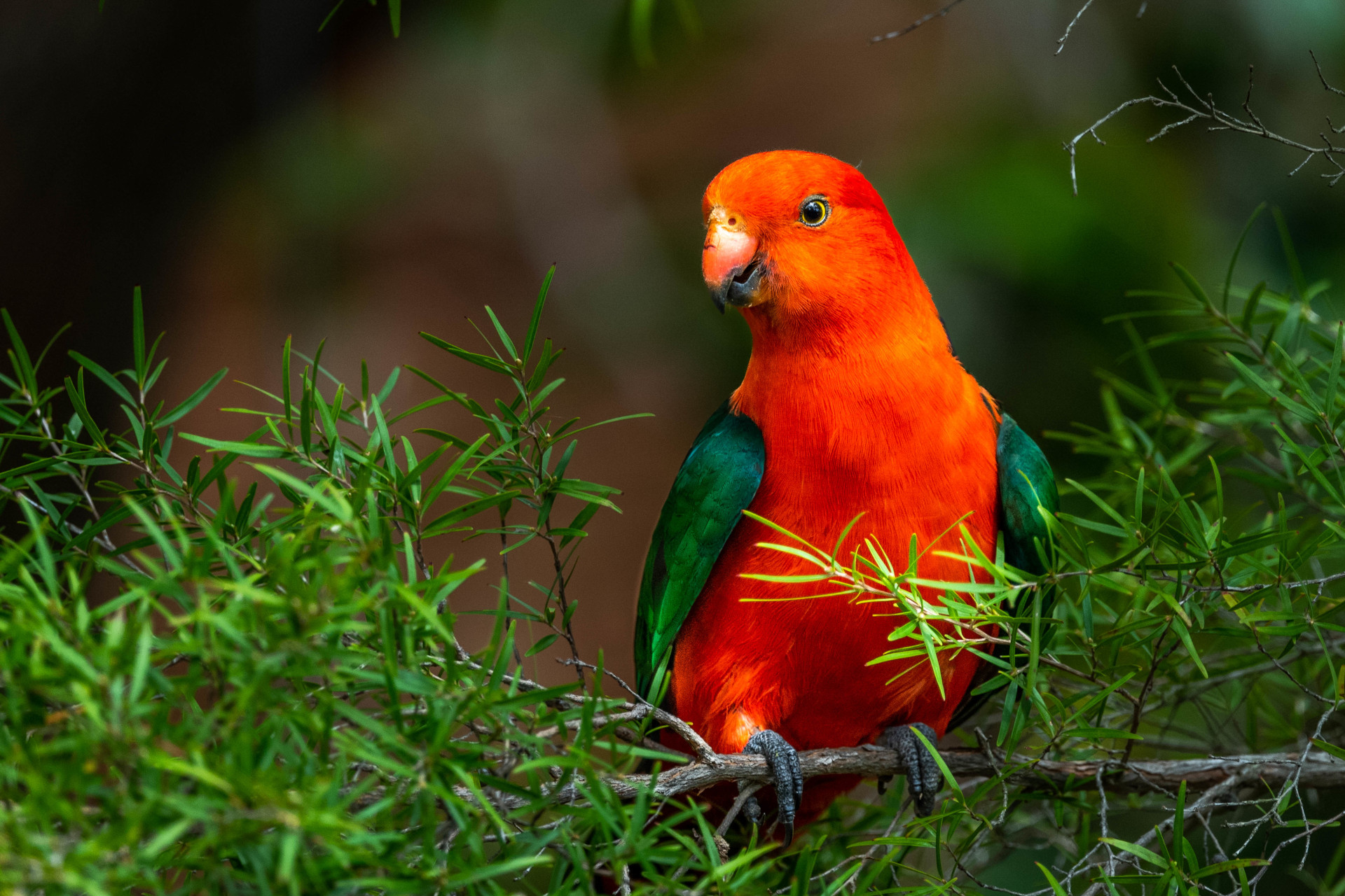 Australian King Parrot