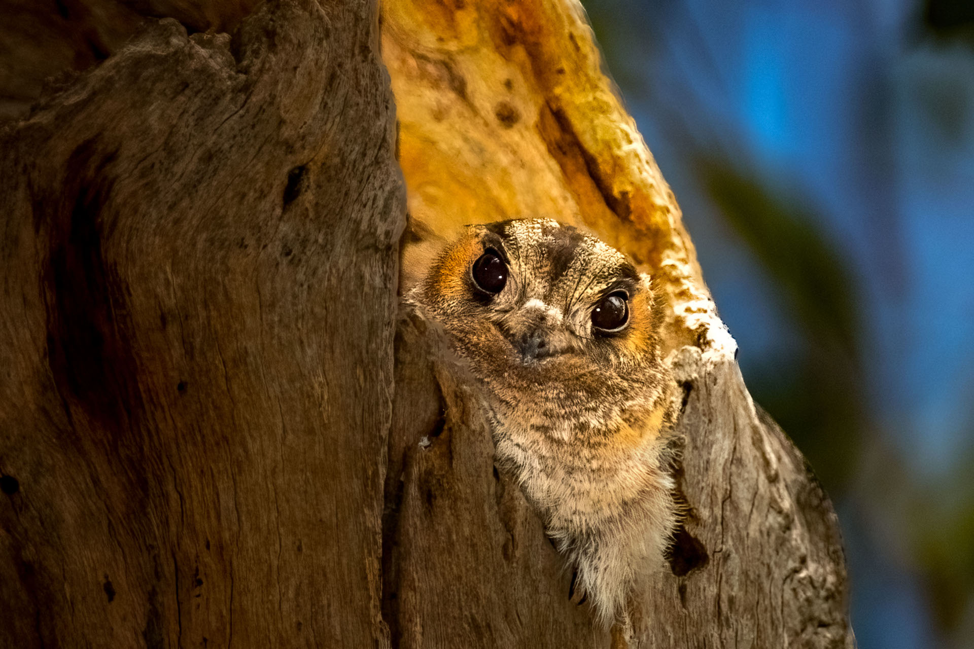 Australian Owlet-nightjar