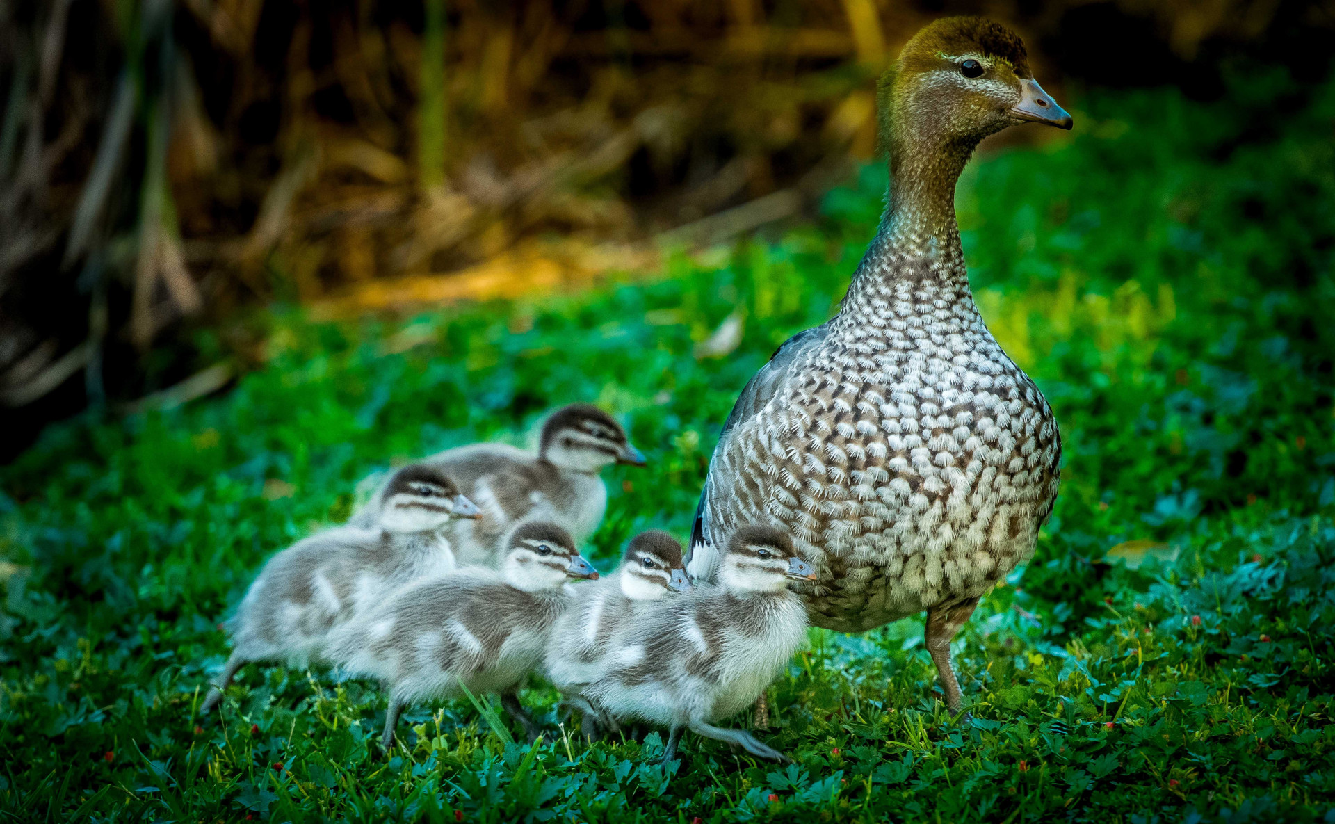 Australian Wood Duck