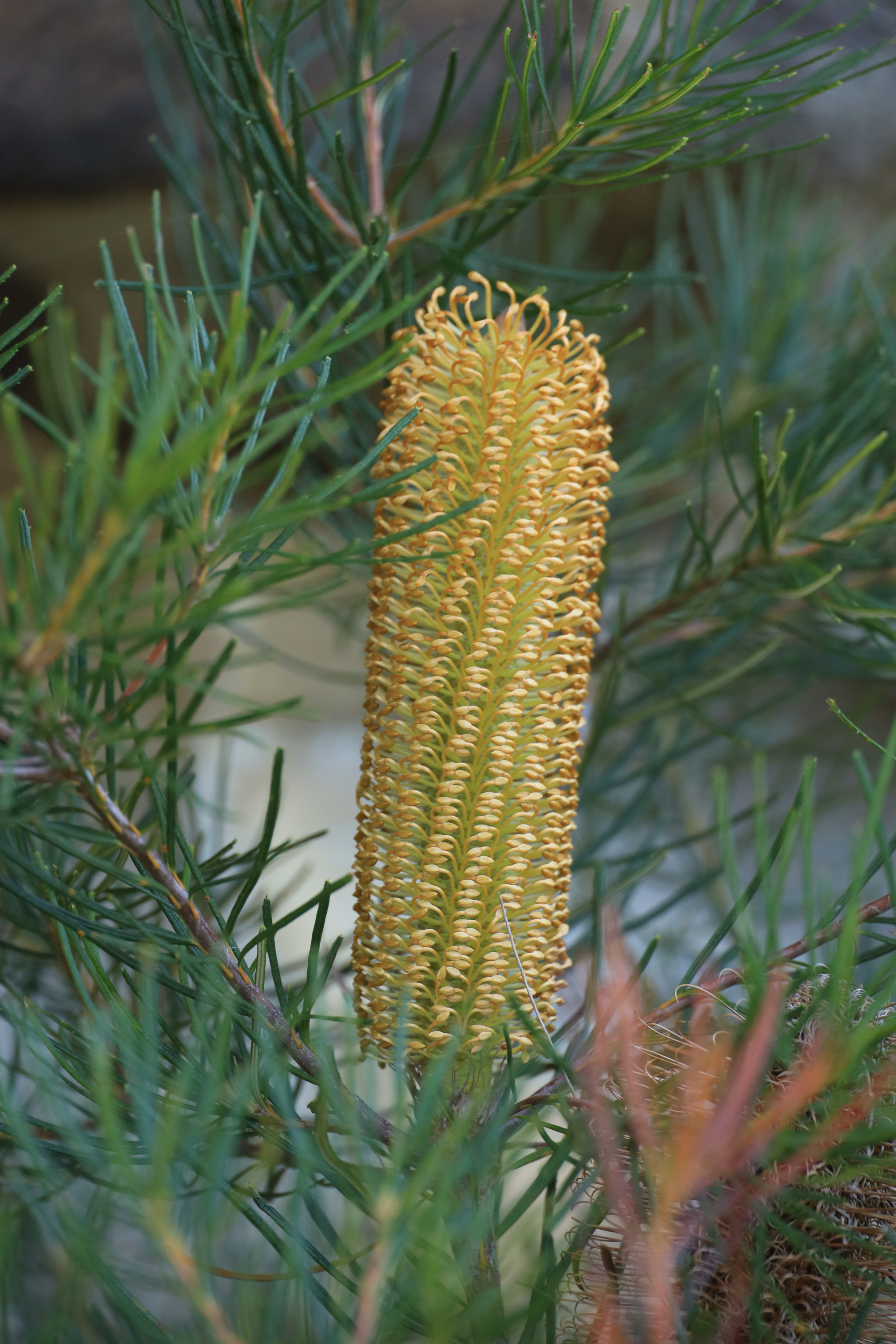 Hairpin Banksia
