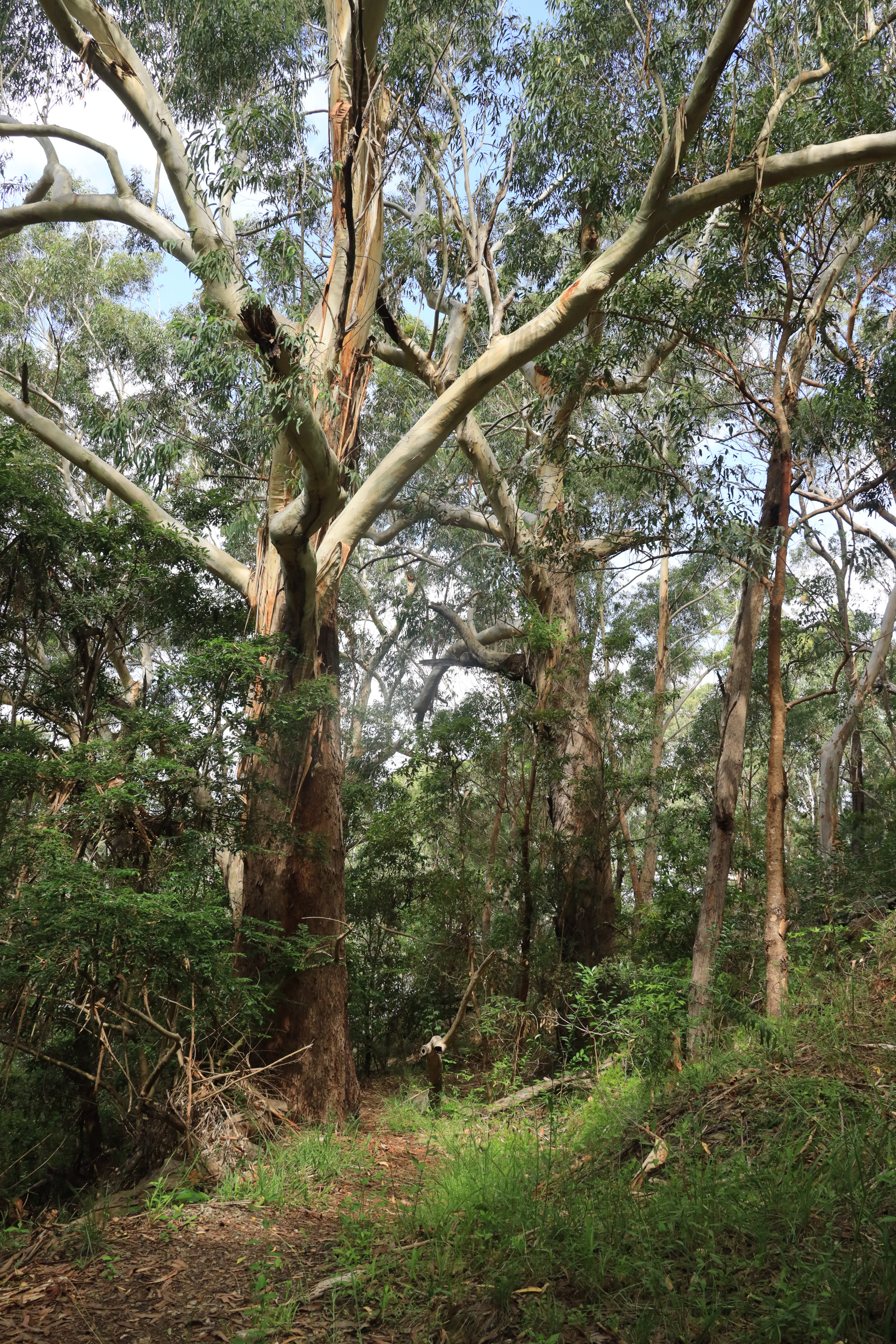 Blackbutt tree