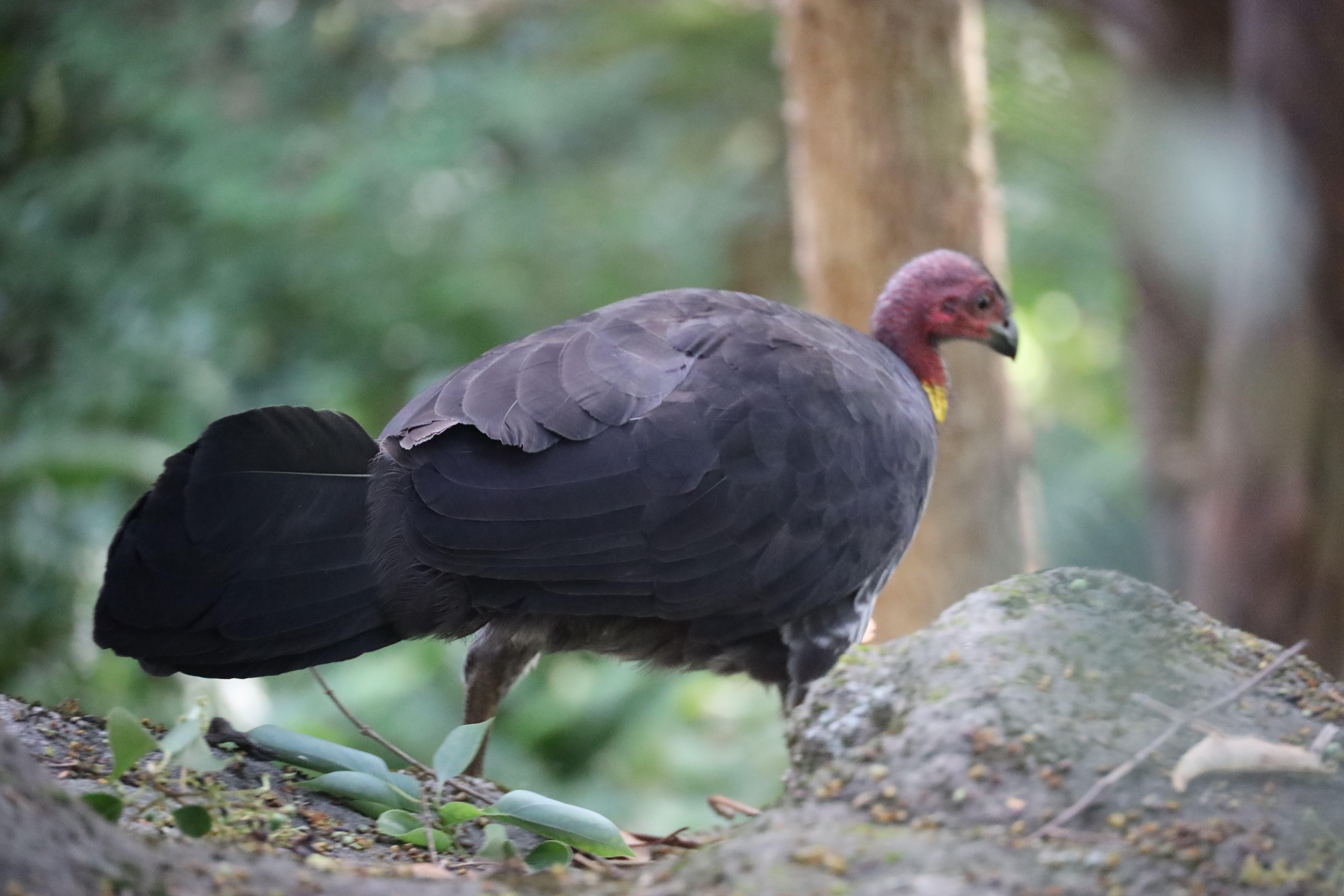 Australian BrushTurkey
