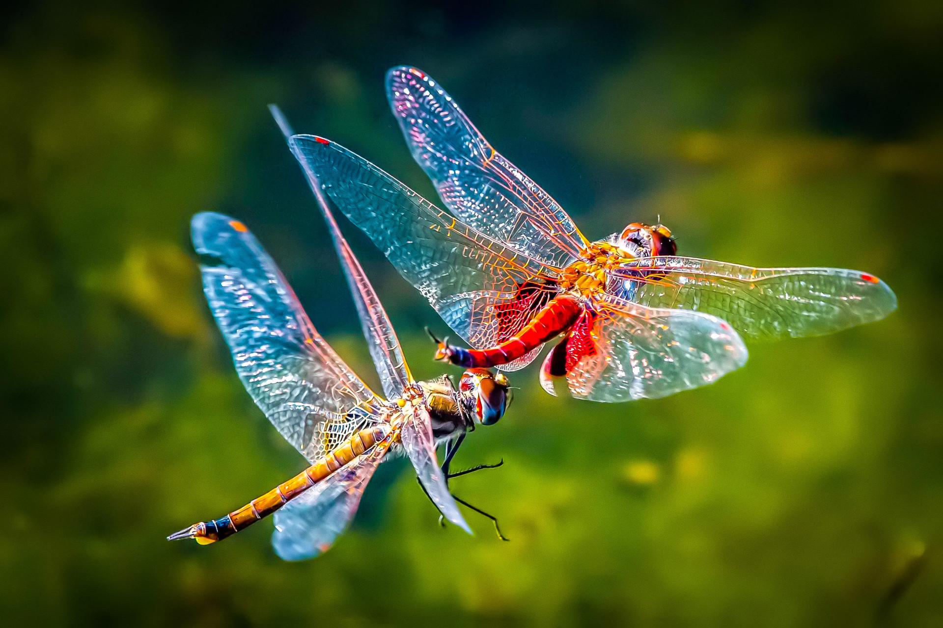 Common Glider Dragonfly