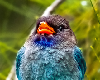 Dollarbird