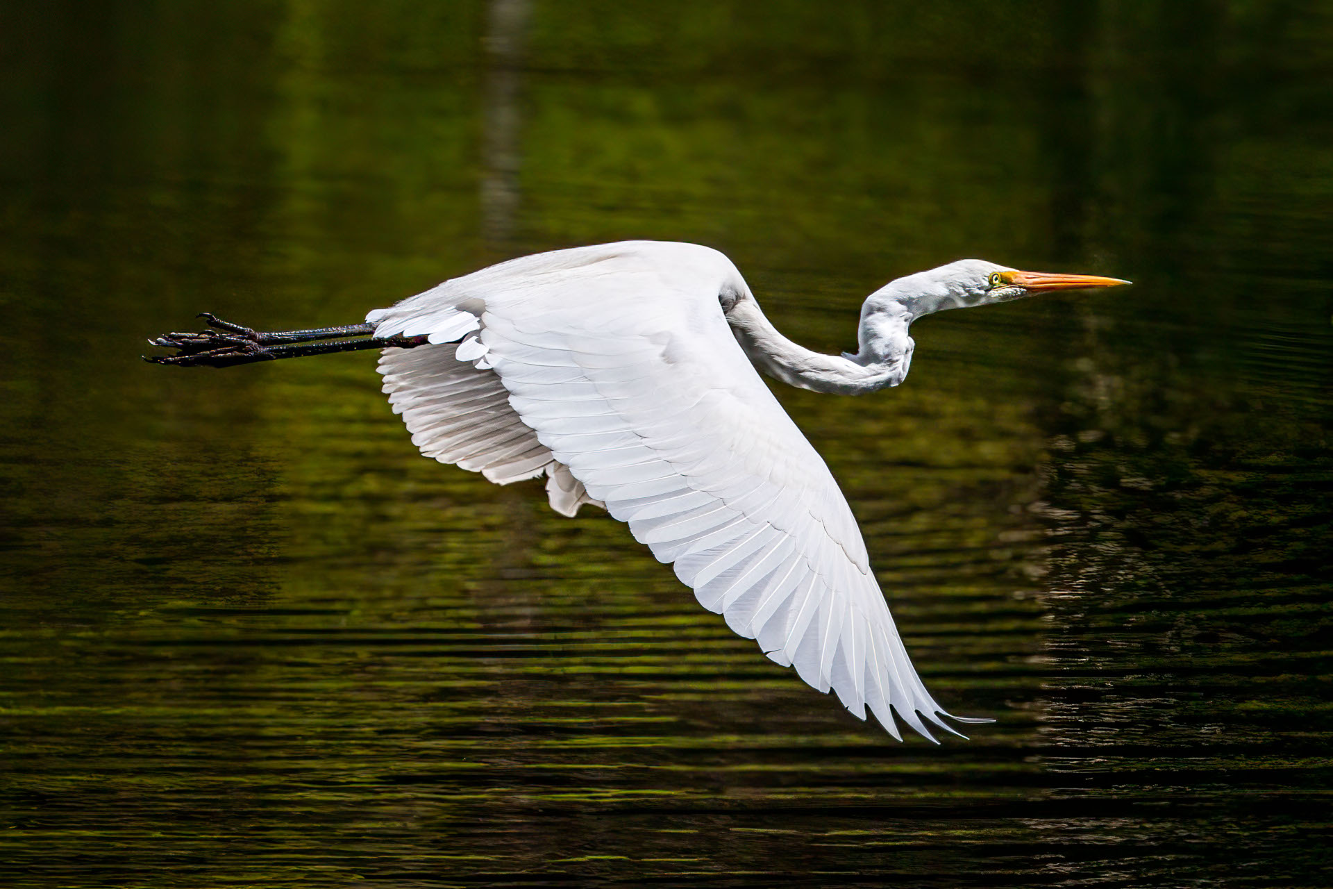 Eastern Great Egret