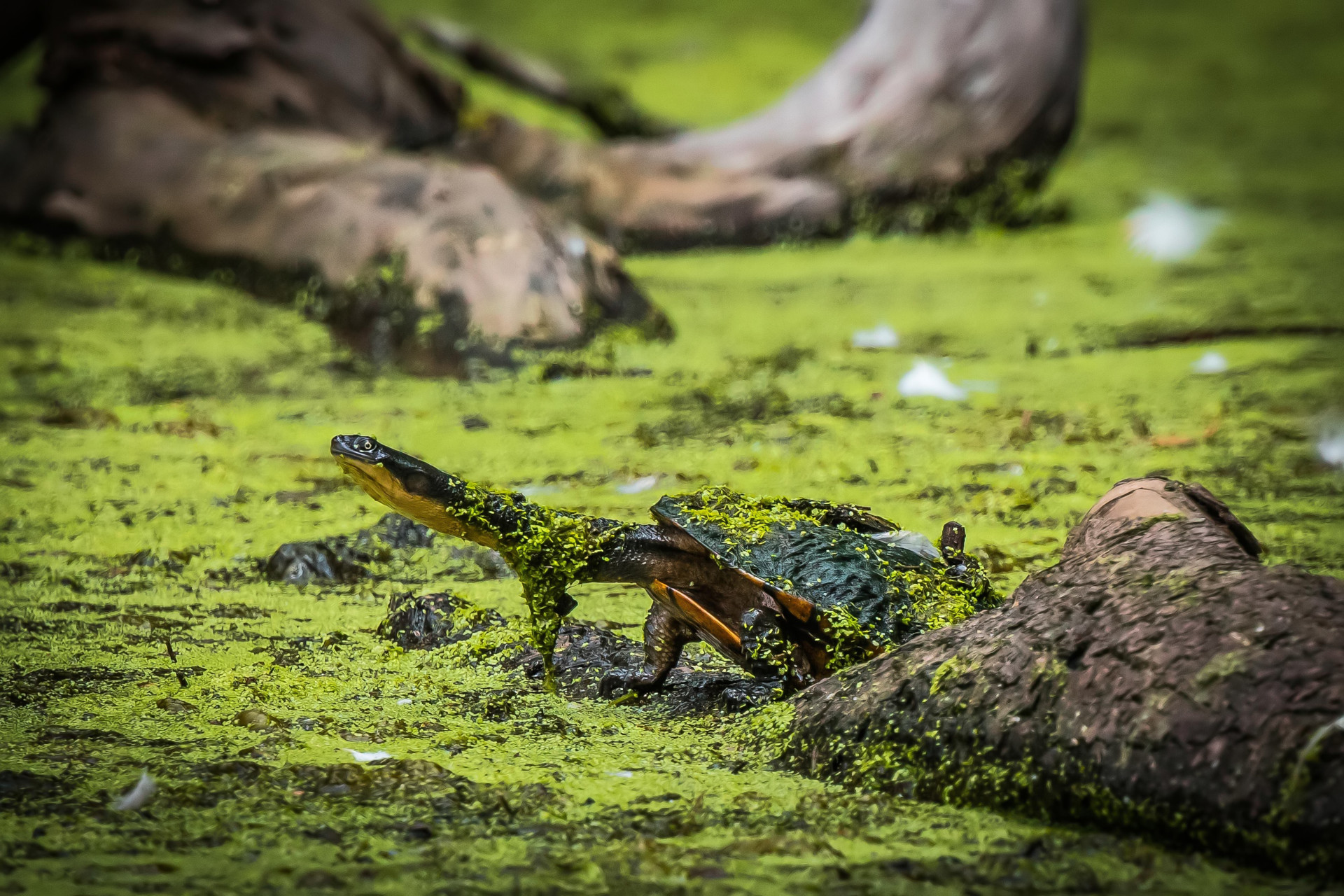 Eastern Long-necked Turtle