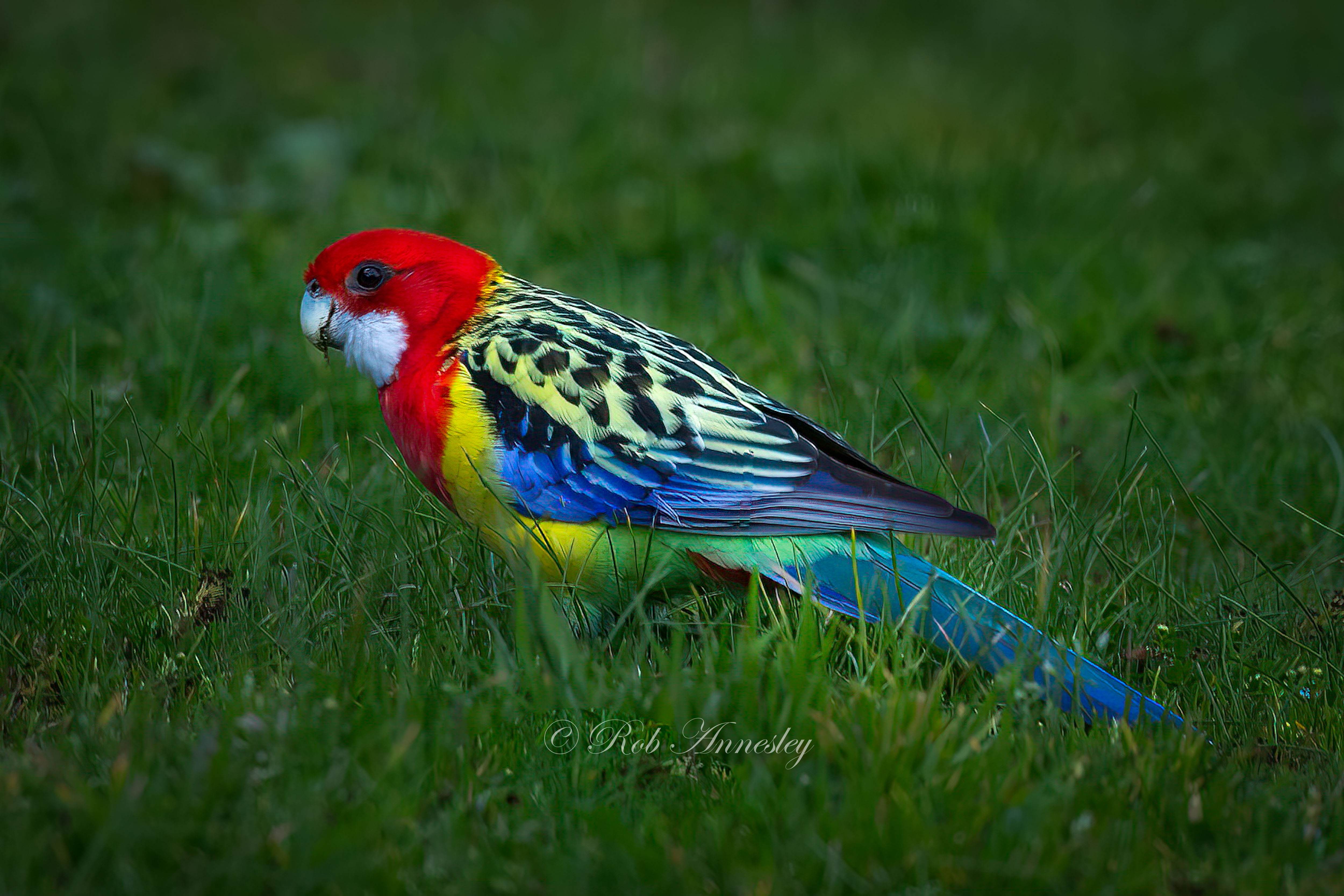 Eastern Rosella