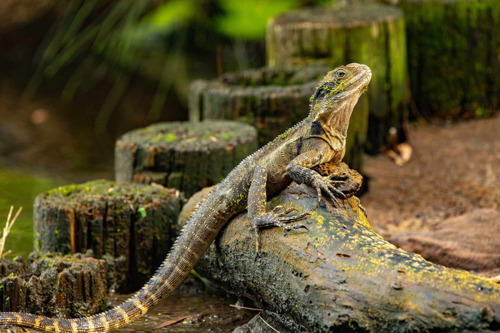 Eastern Water Dragon