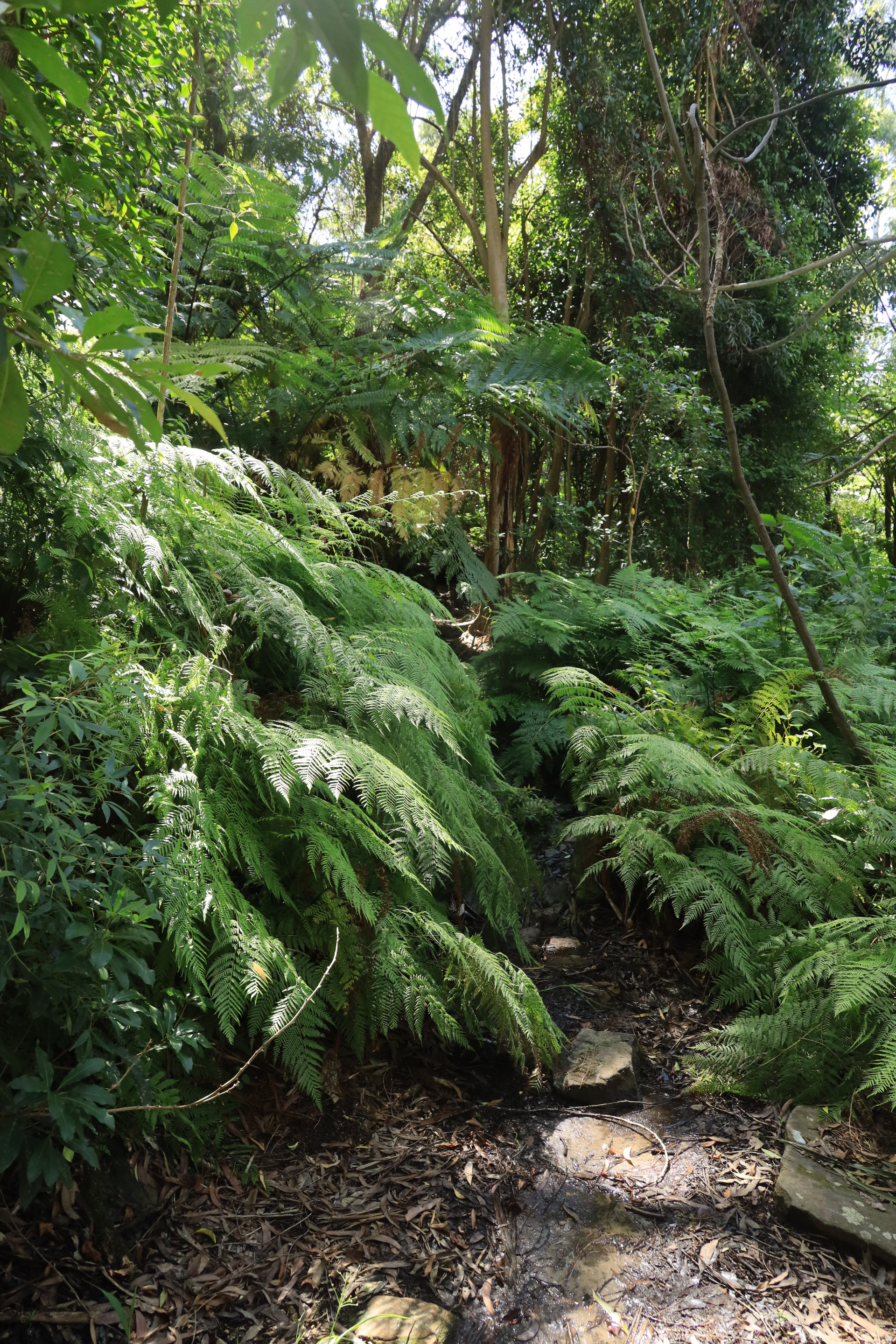 Lacy Tree Fern