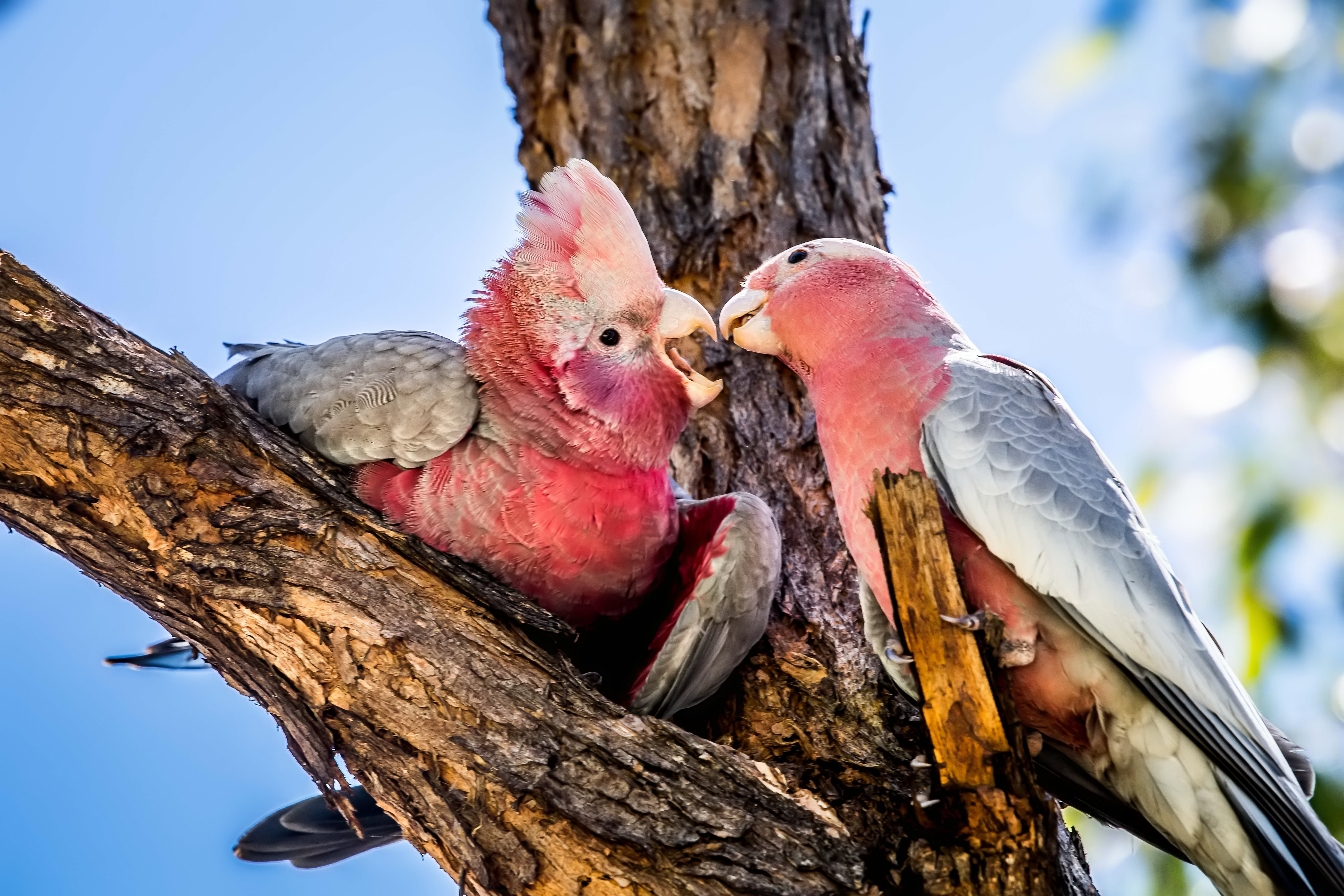 Galah