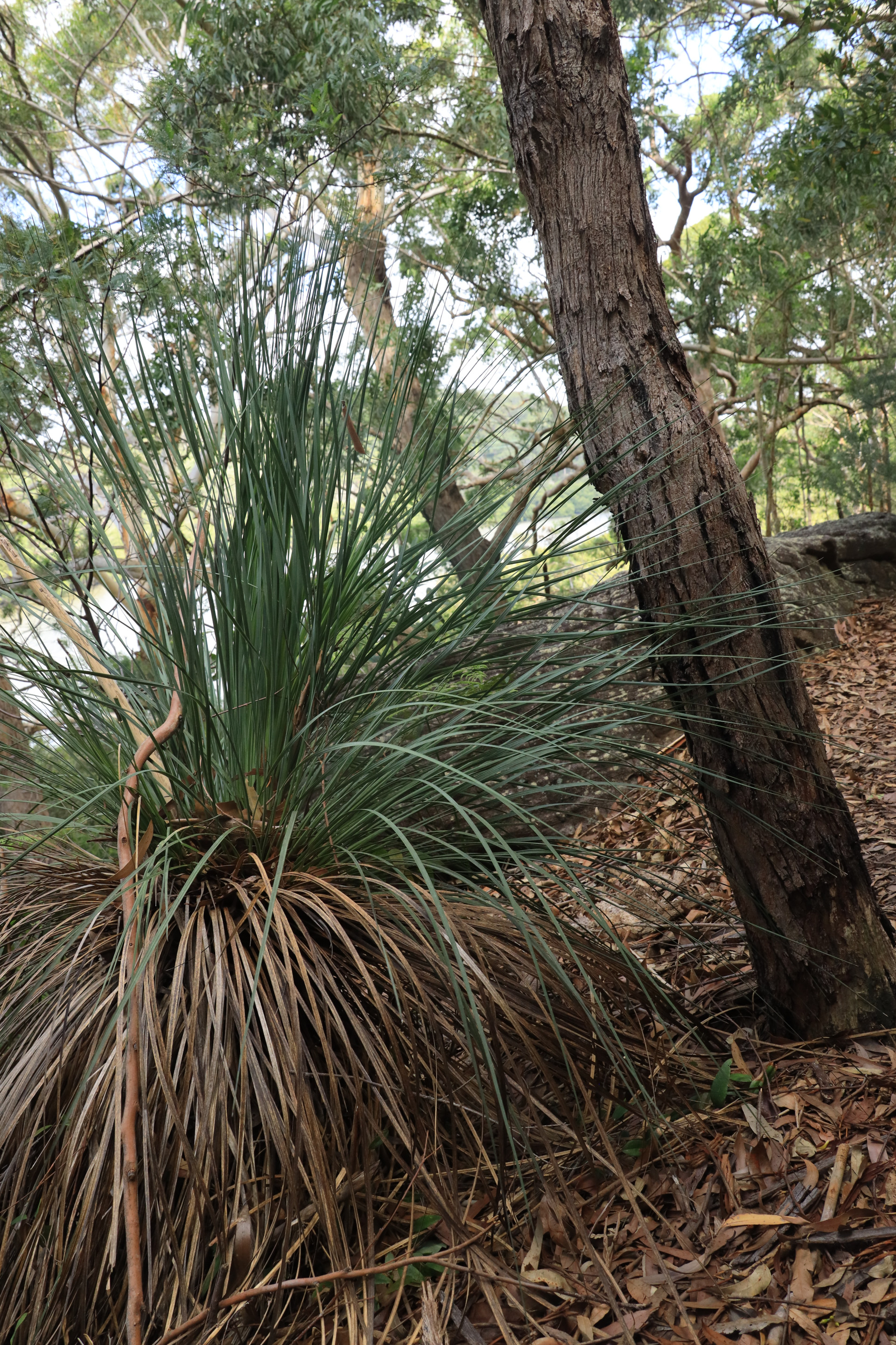 Grass tree