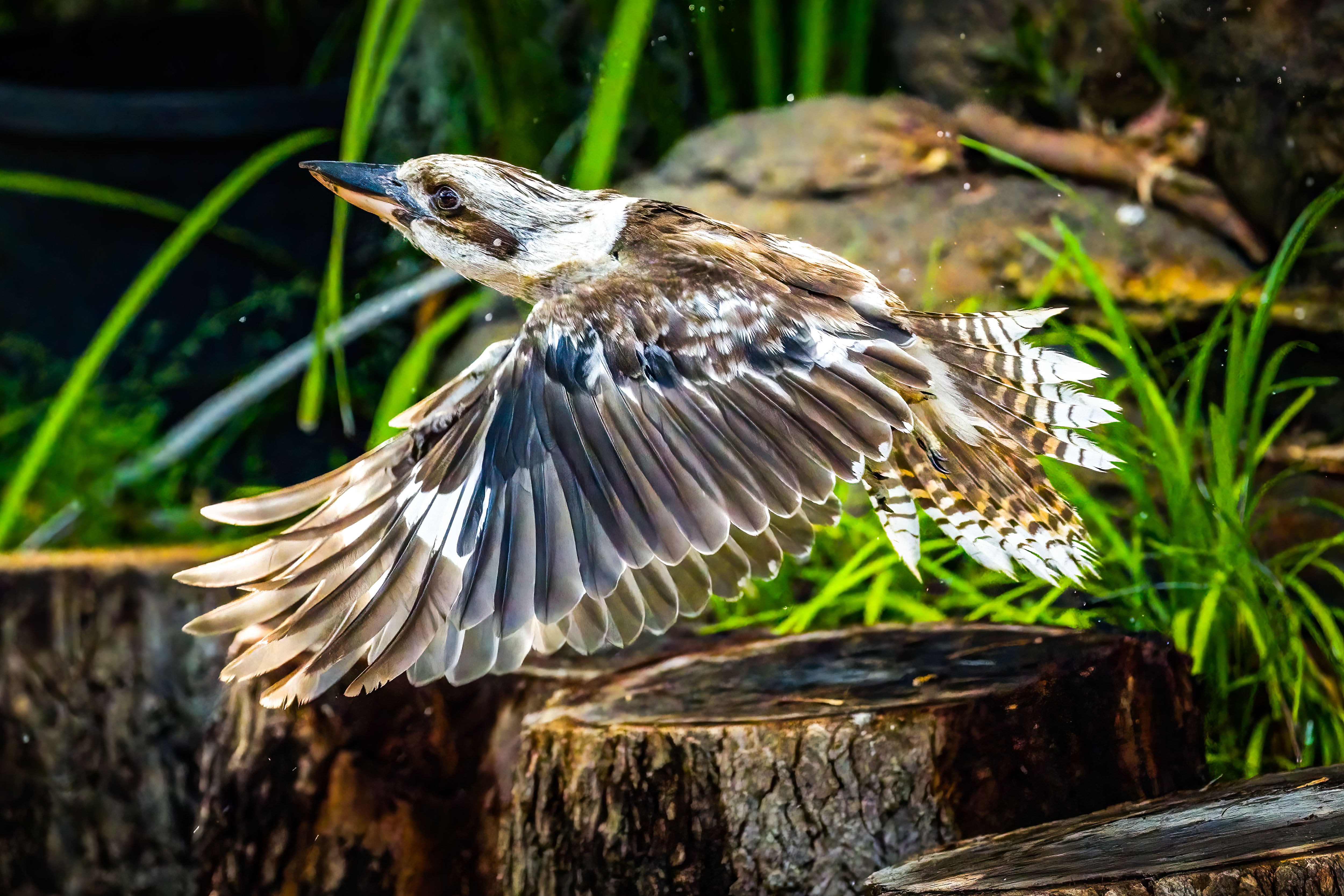 Kookaburra