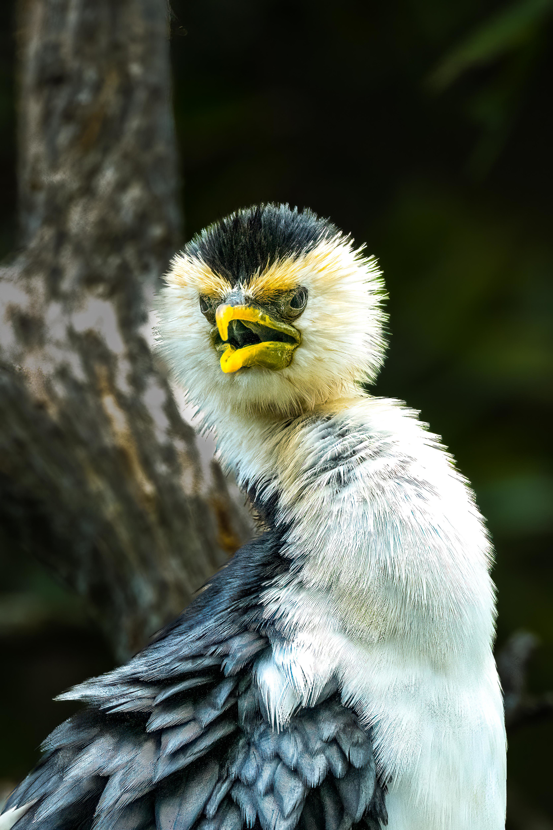 Little Pied Cormorant