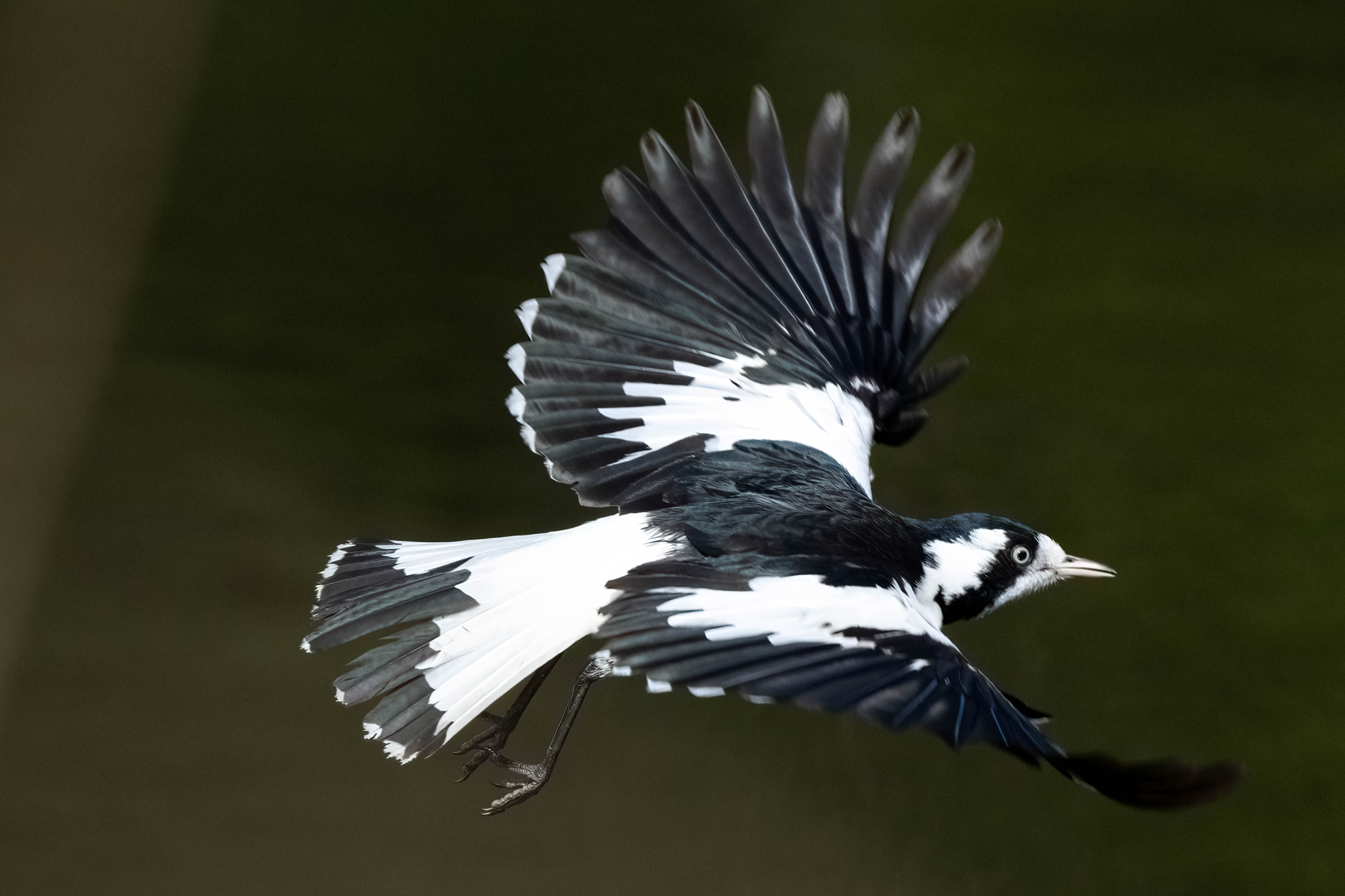 Magpie-lark