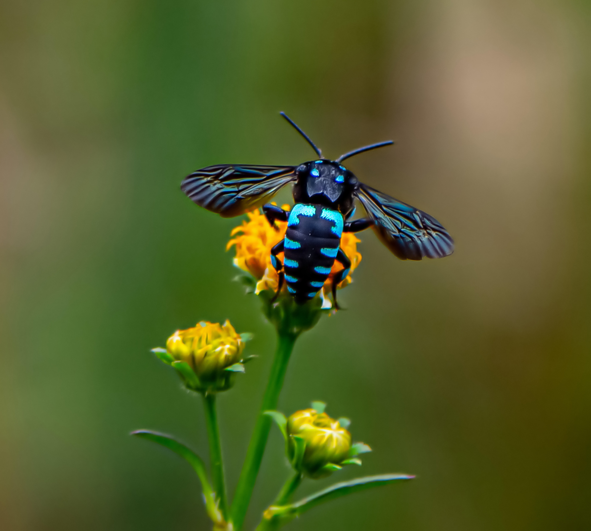 Neon Cuckoo Bee