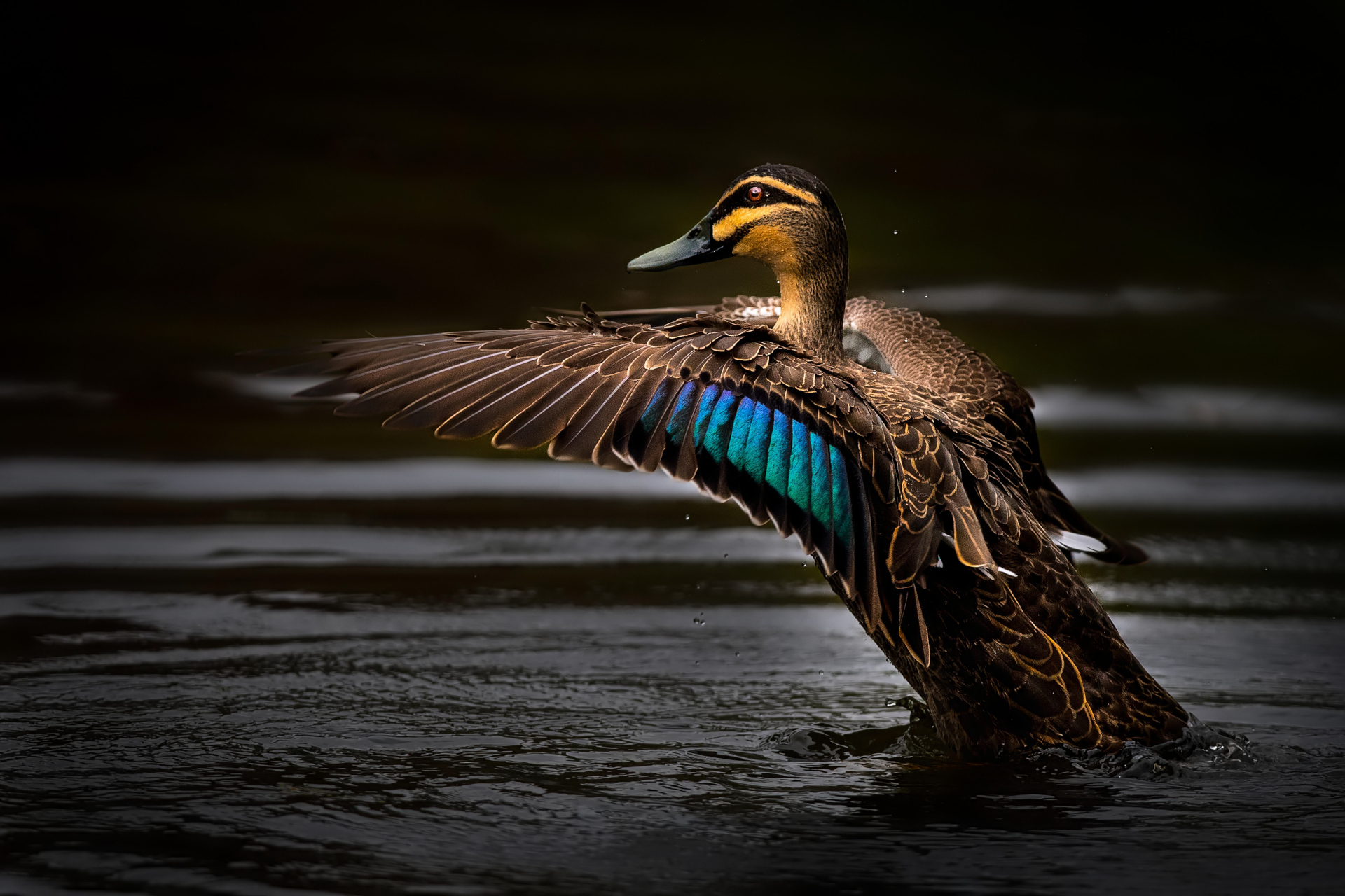 Pacific Black Duck