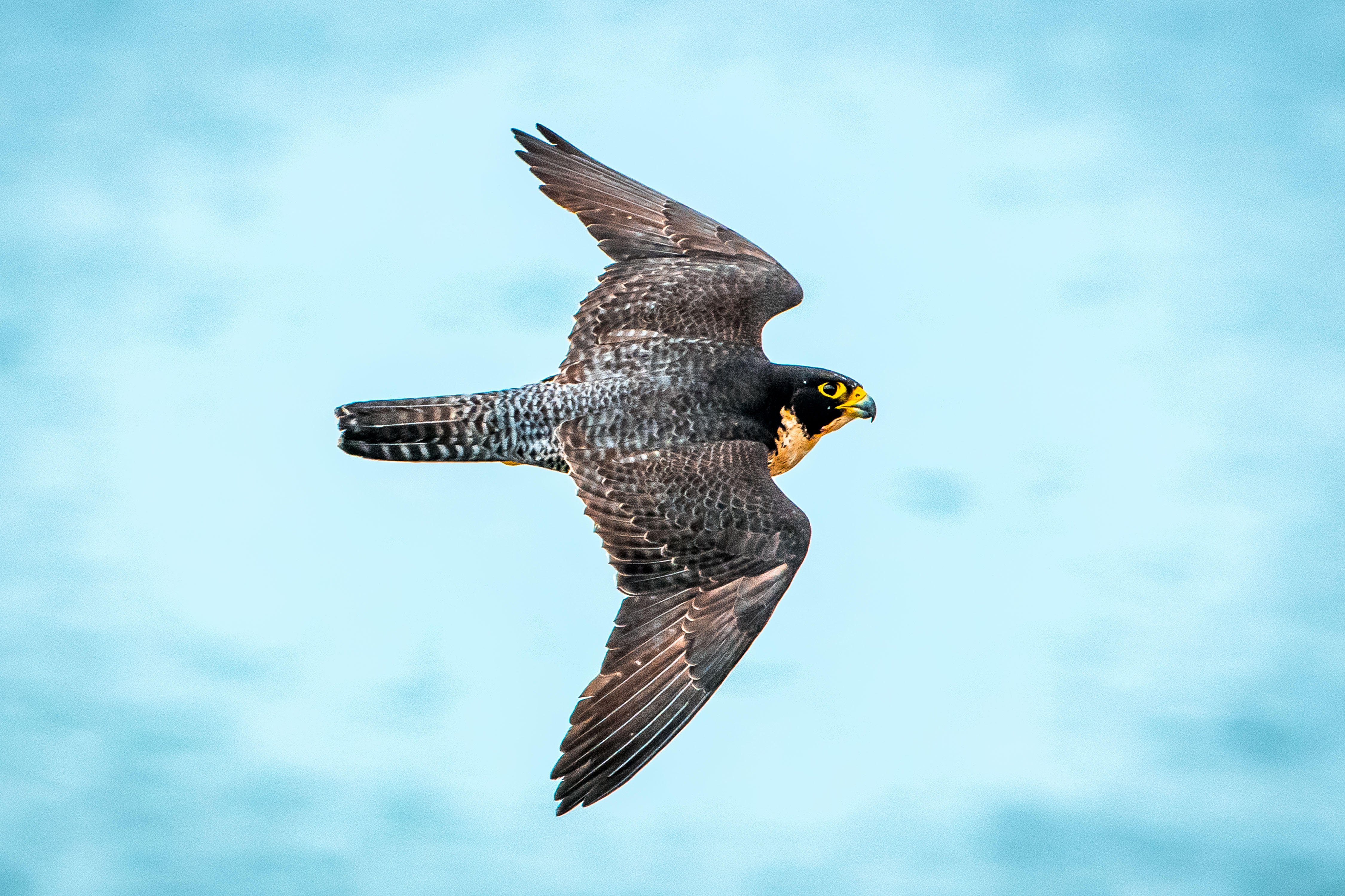 Peregrine Falcon
