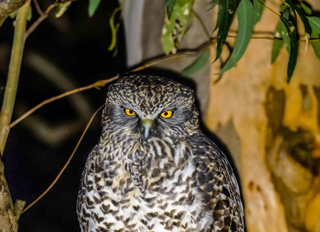 Powerful Owl