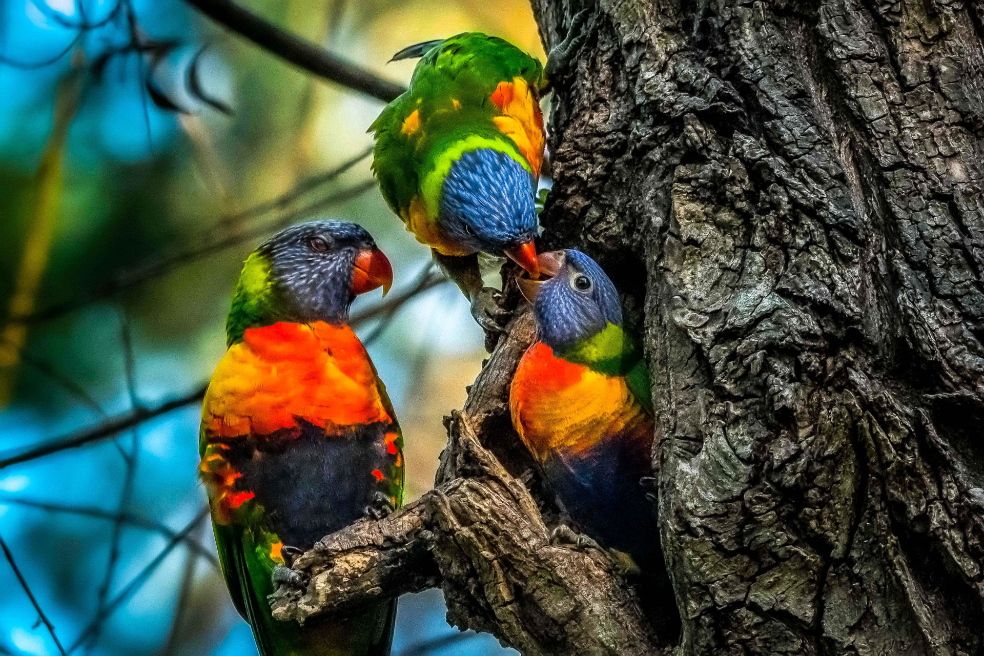Rainbow Lorikeets