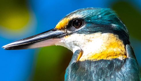 Sacred Kingfisher