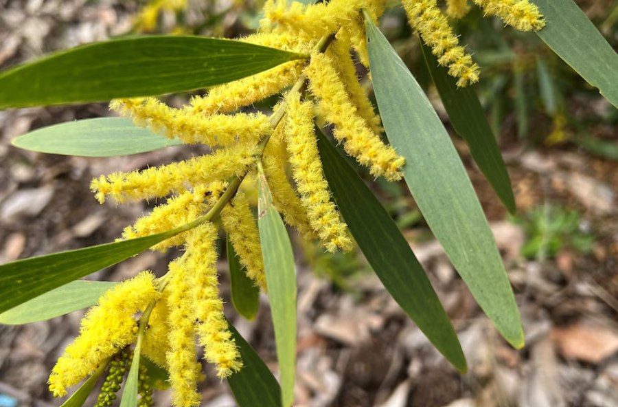 Sydney Golden Wattle