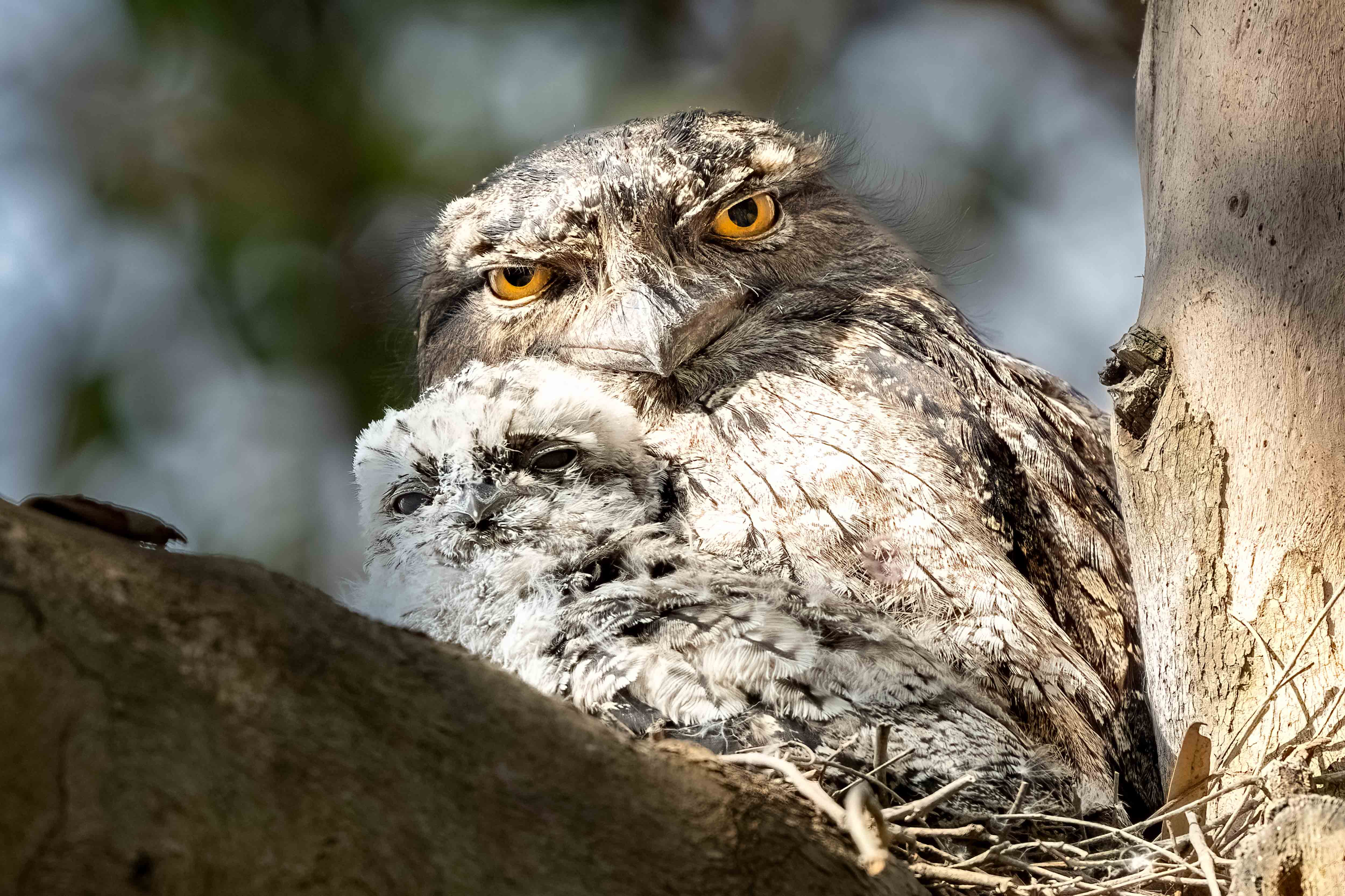 Tawny Frogmouth