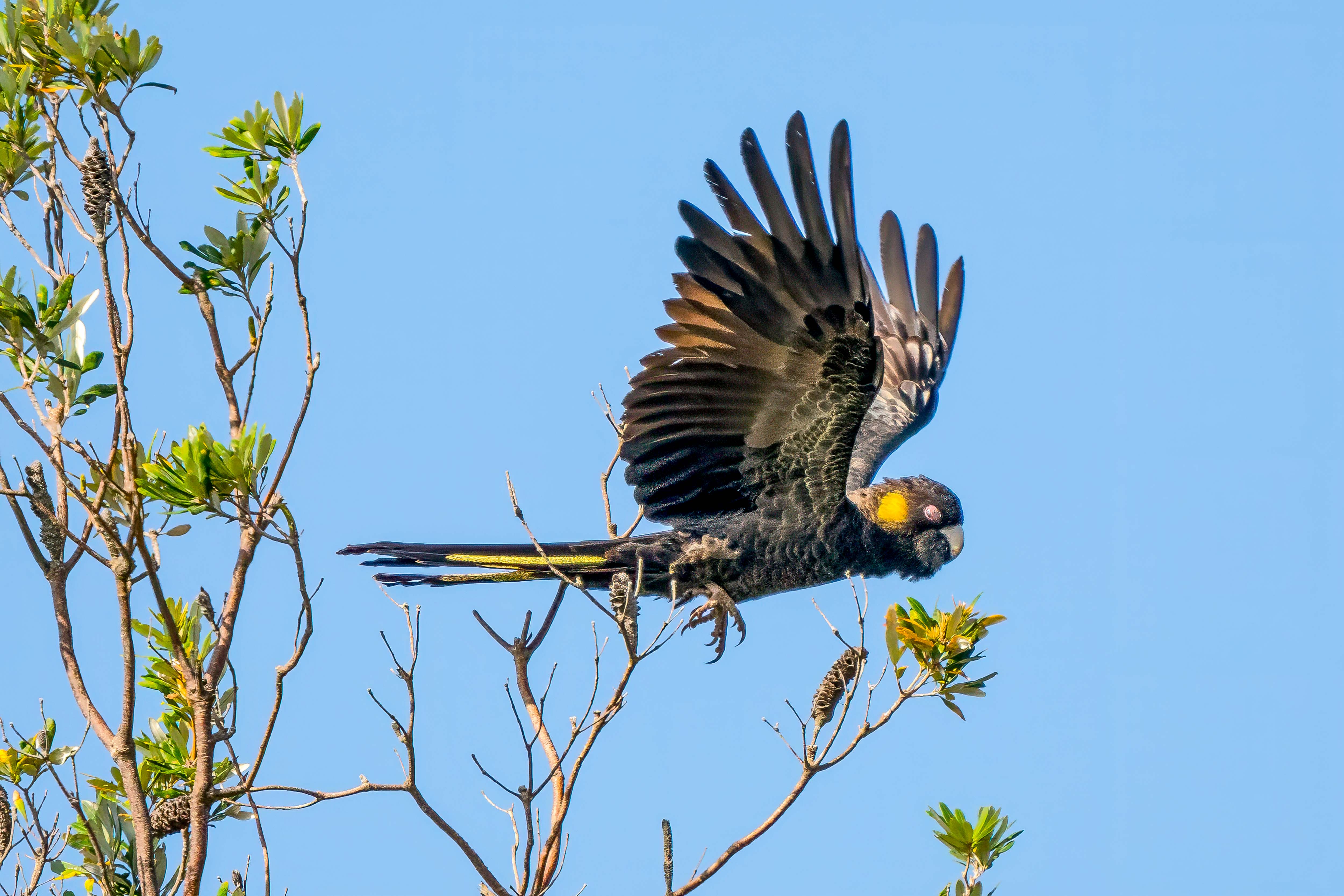 Yellow-Tailed Black Cockatoo